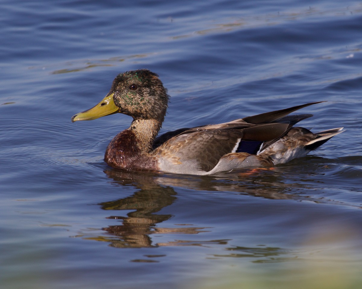 Mallard - ML642834654