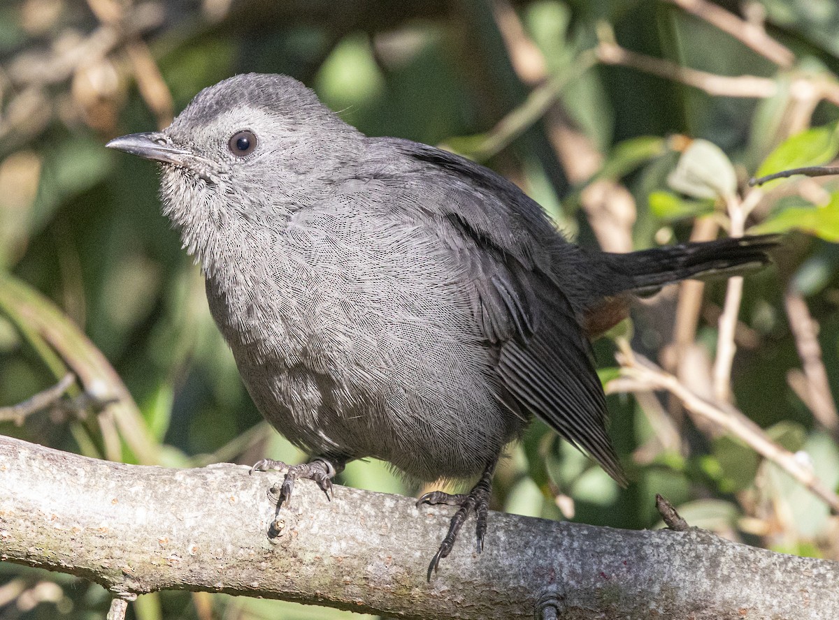 Gray Catbird - ML642834655