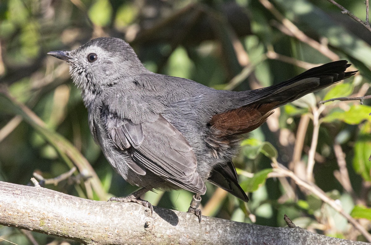 Gray Catbird - ML642834656