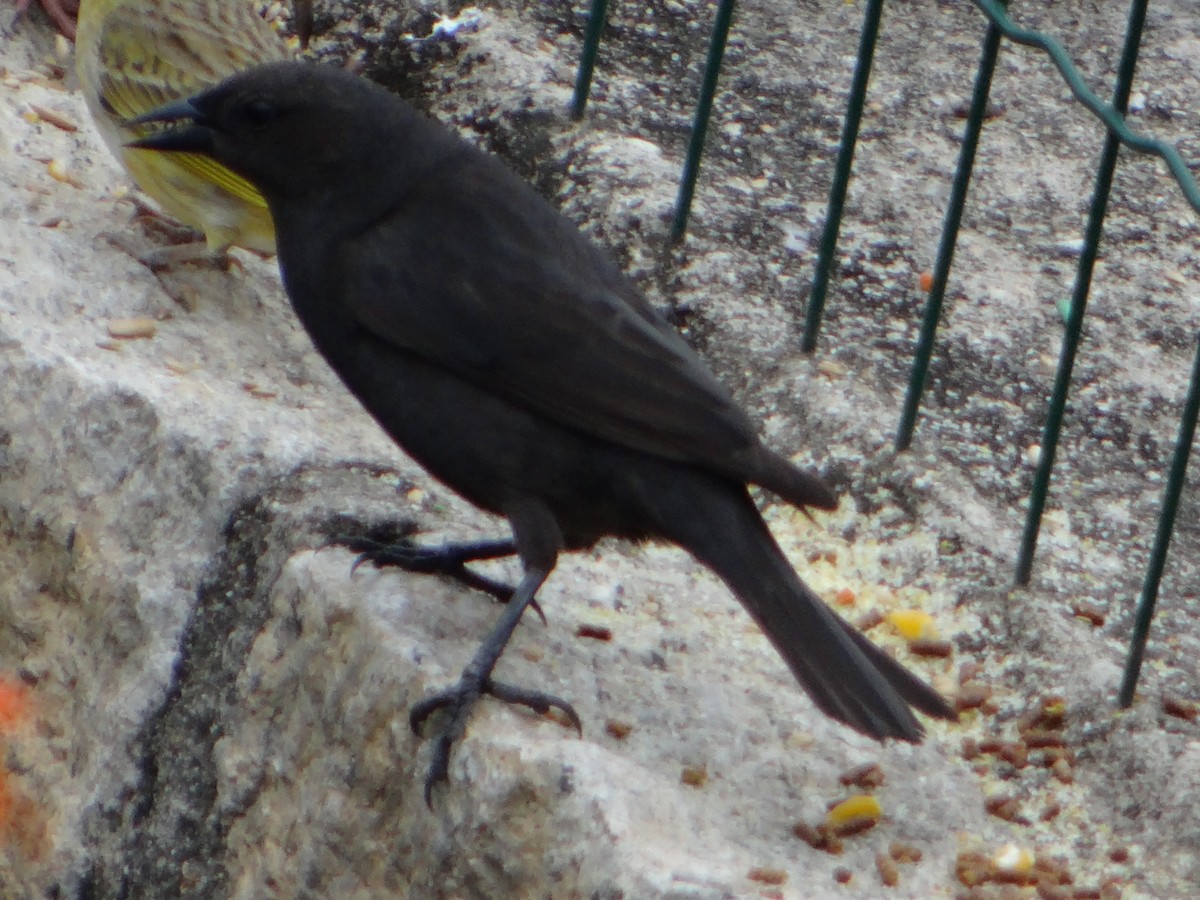 Shiny Cowbird - ML642834658
