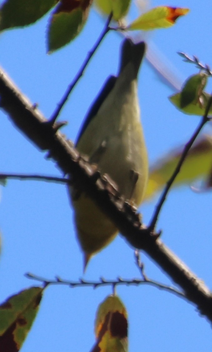 Tennessee Warbler - ML642834659