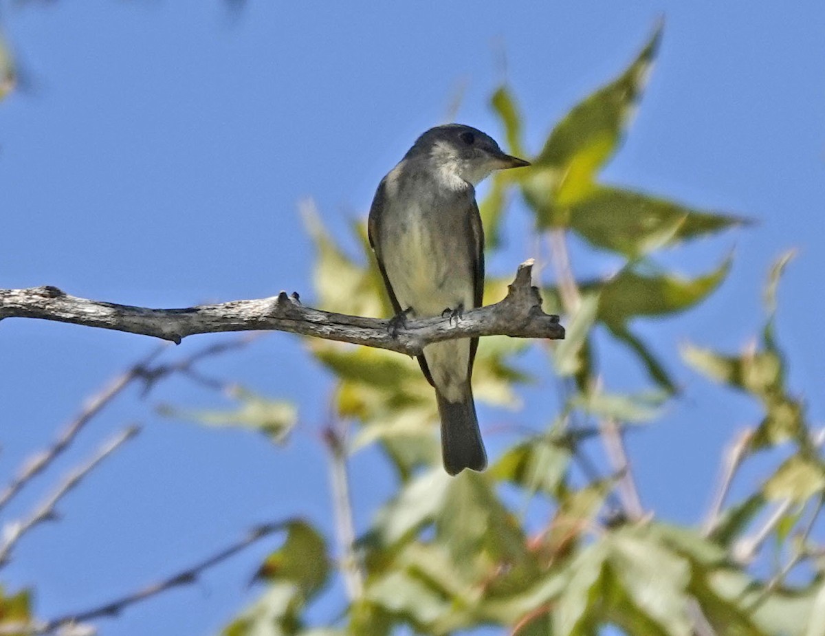 Western Wood-Pewee - ML642834660