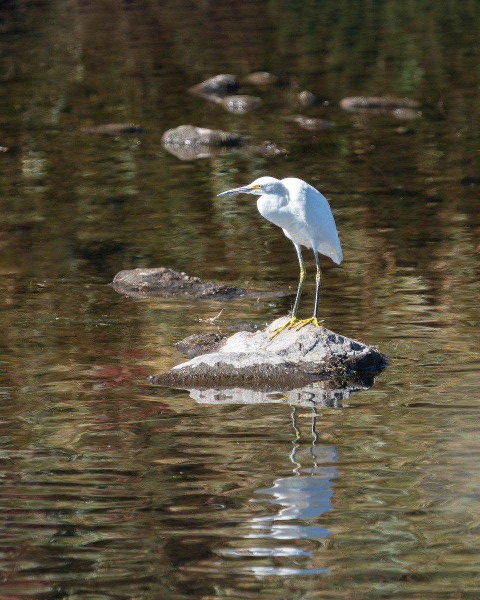 Snowy Egret - ML642834661