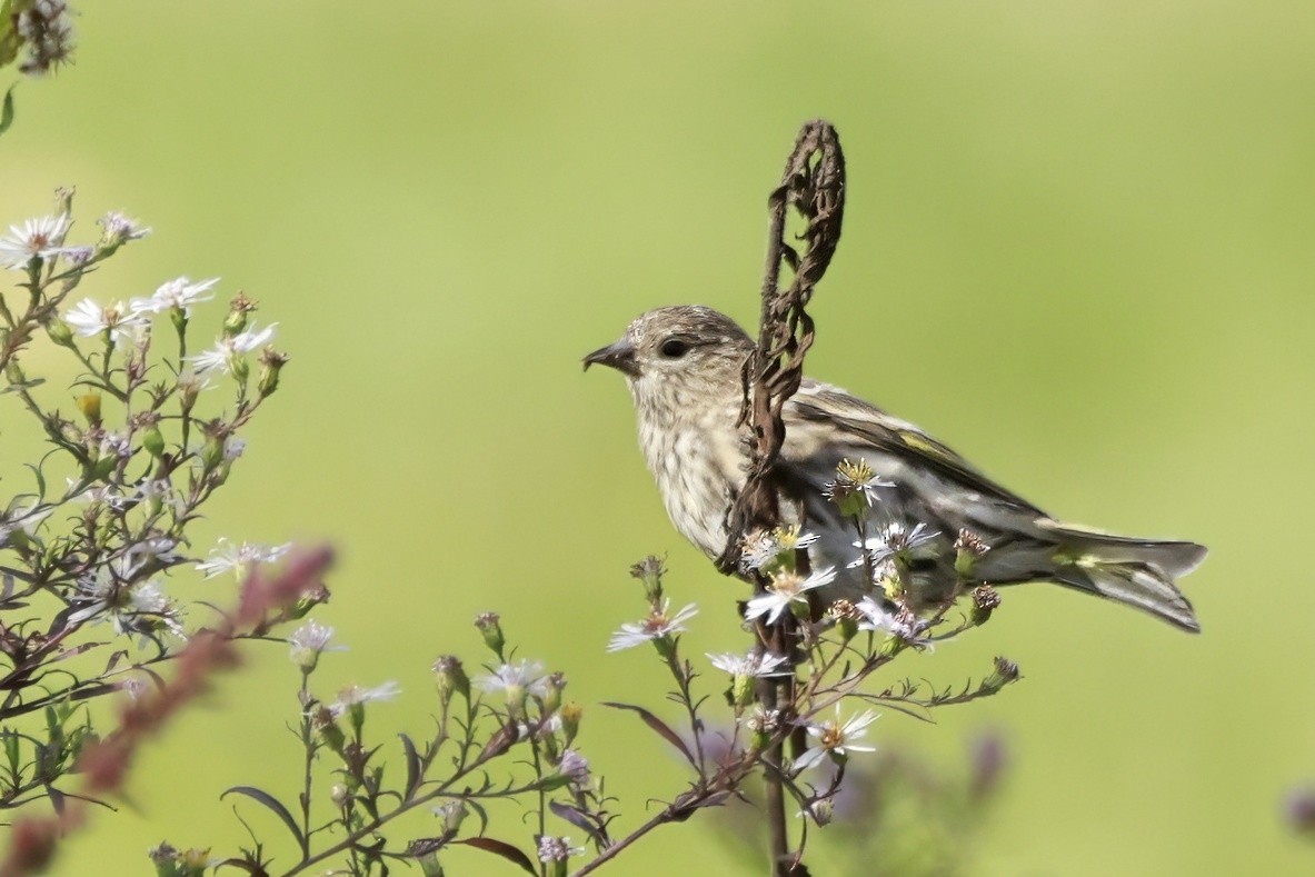Pine Siskin - ML642834664
