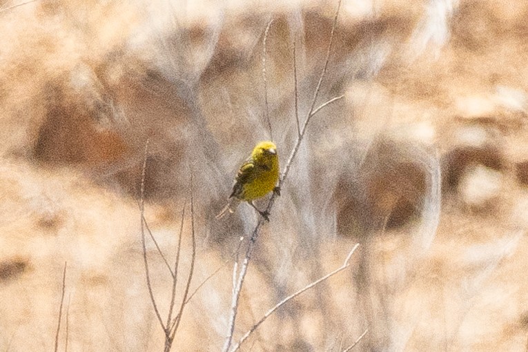 Island Canary - ML642834666