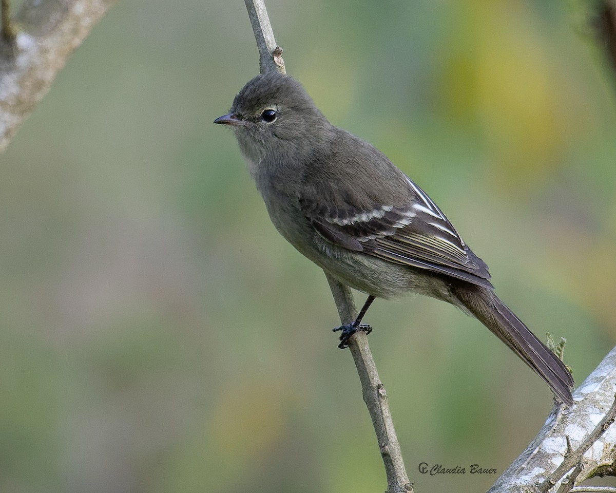 Small-headed Elaenia - ML642834667