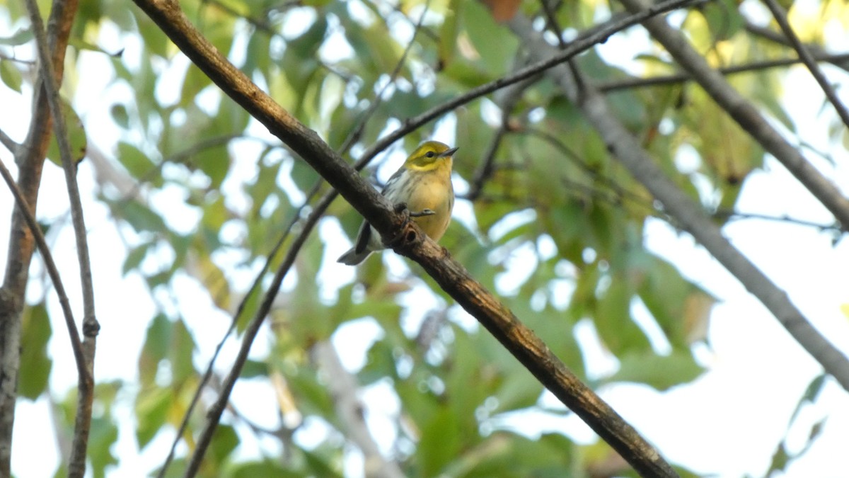Black-throated Green Warbler - ML642834668