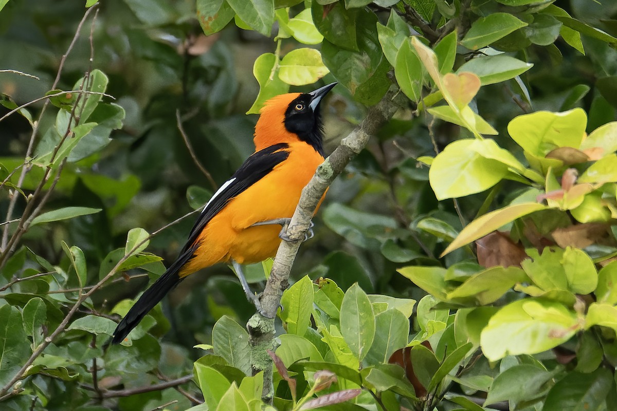 Orange-backed Troupial - ML642834669