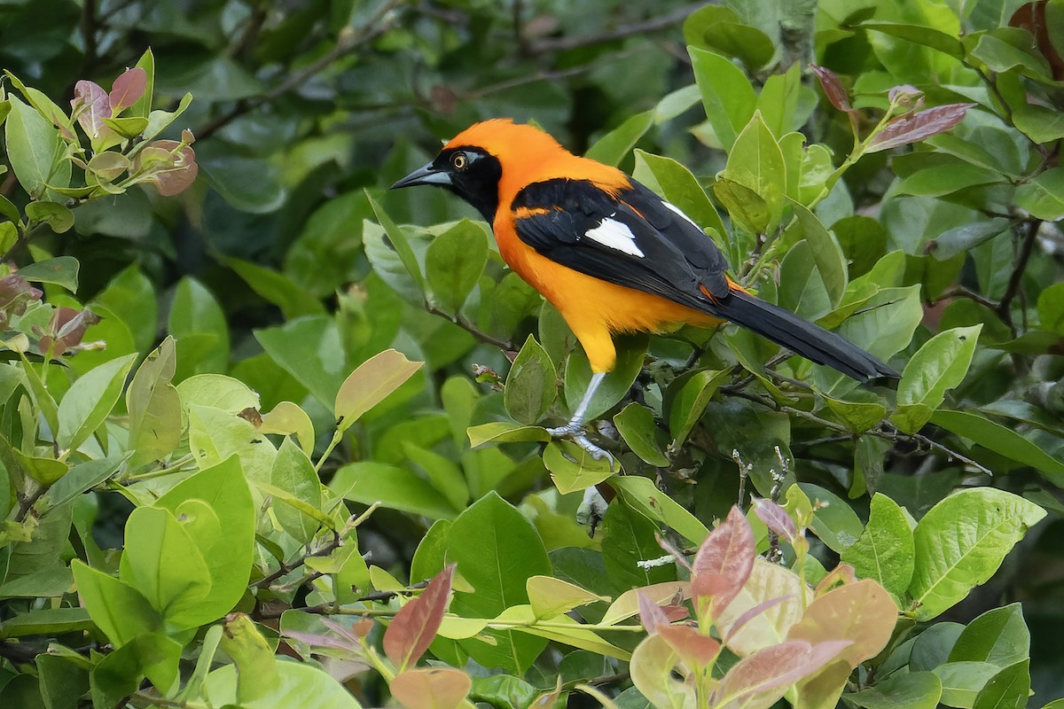 Orange-backed Troupial - ML642834670