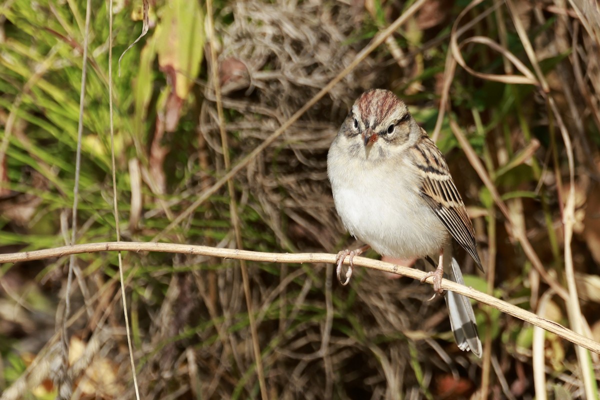 Chipping Sparrow - ML642834671