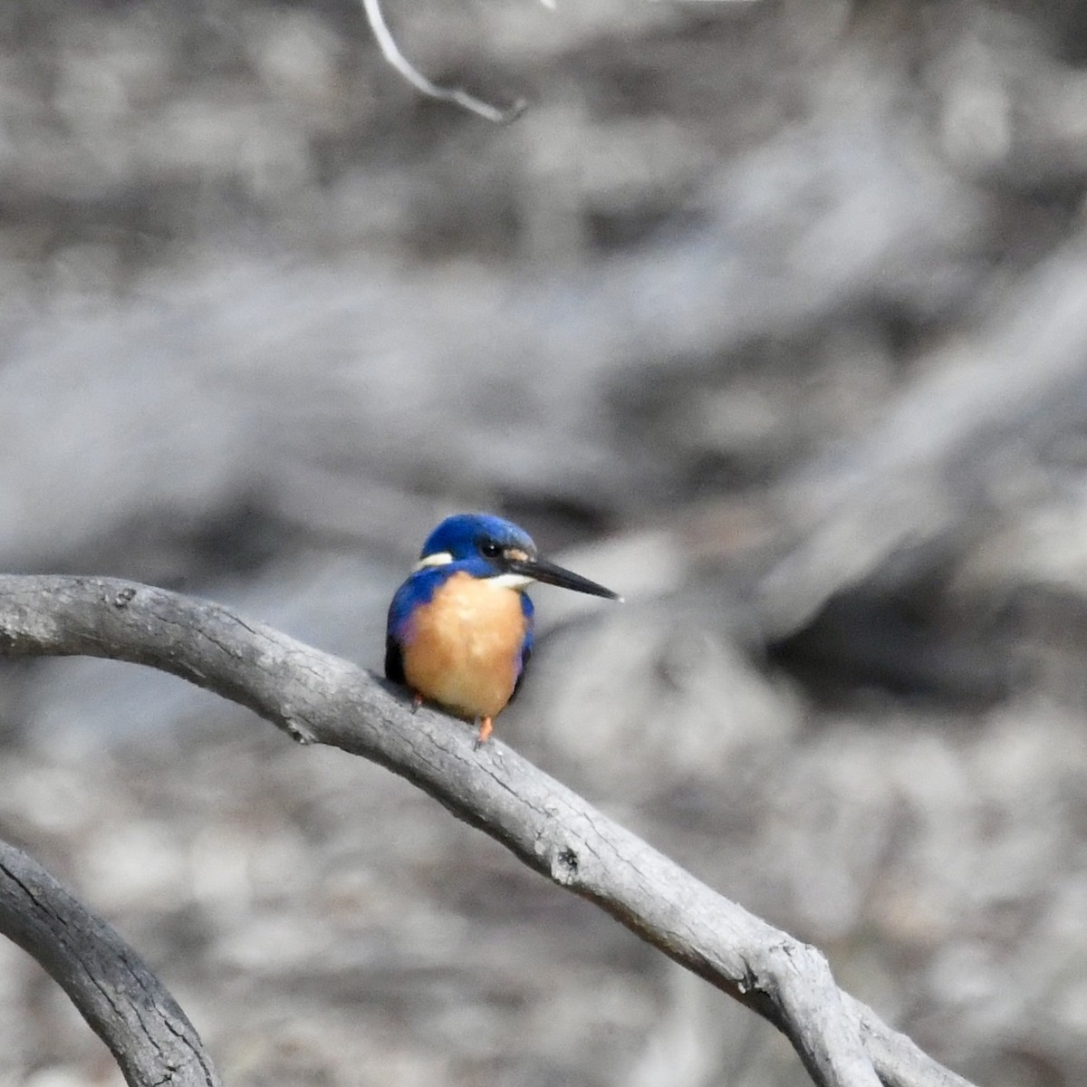 Azure Kingfisher - ML642834672