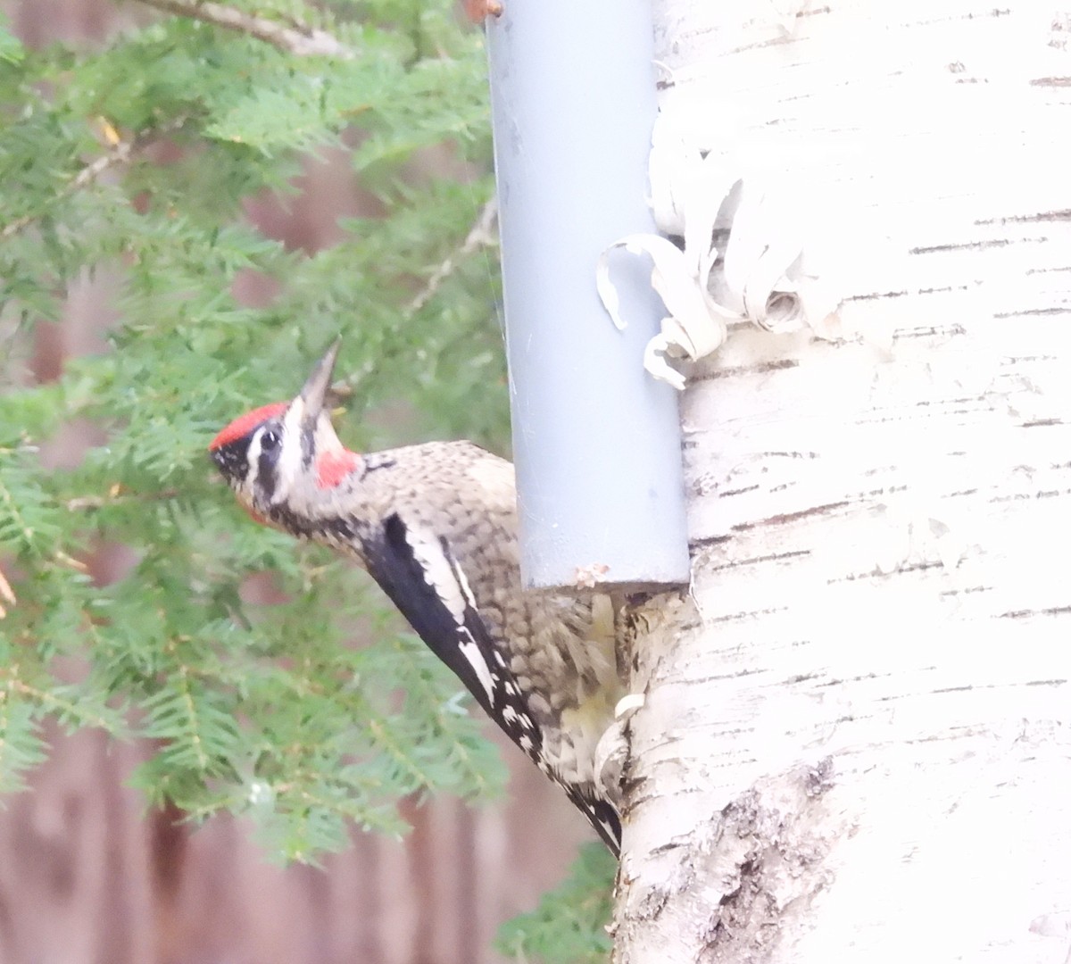 Red-naped Sapsucker - ML642834675