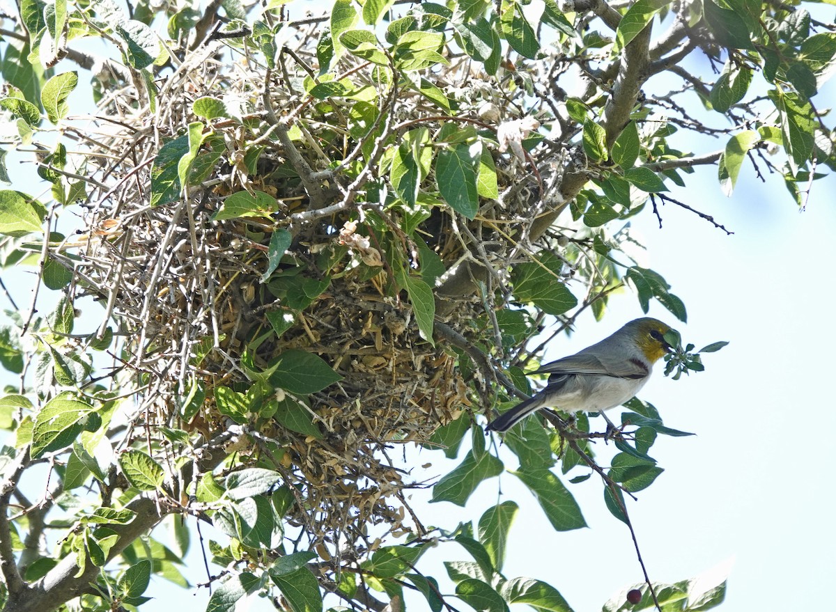 Verdin - ML642834677