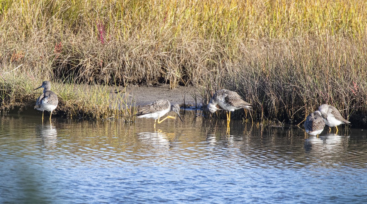 Greater Yellowlegs - ML642834679