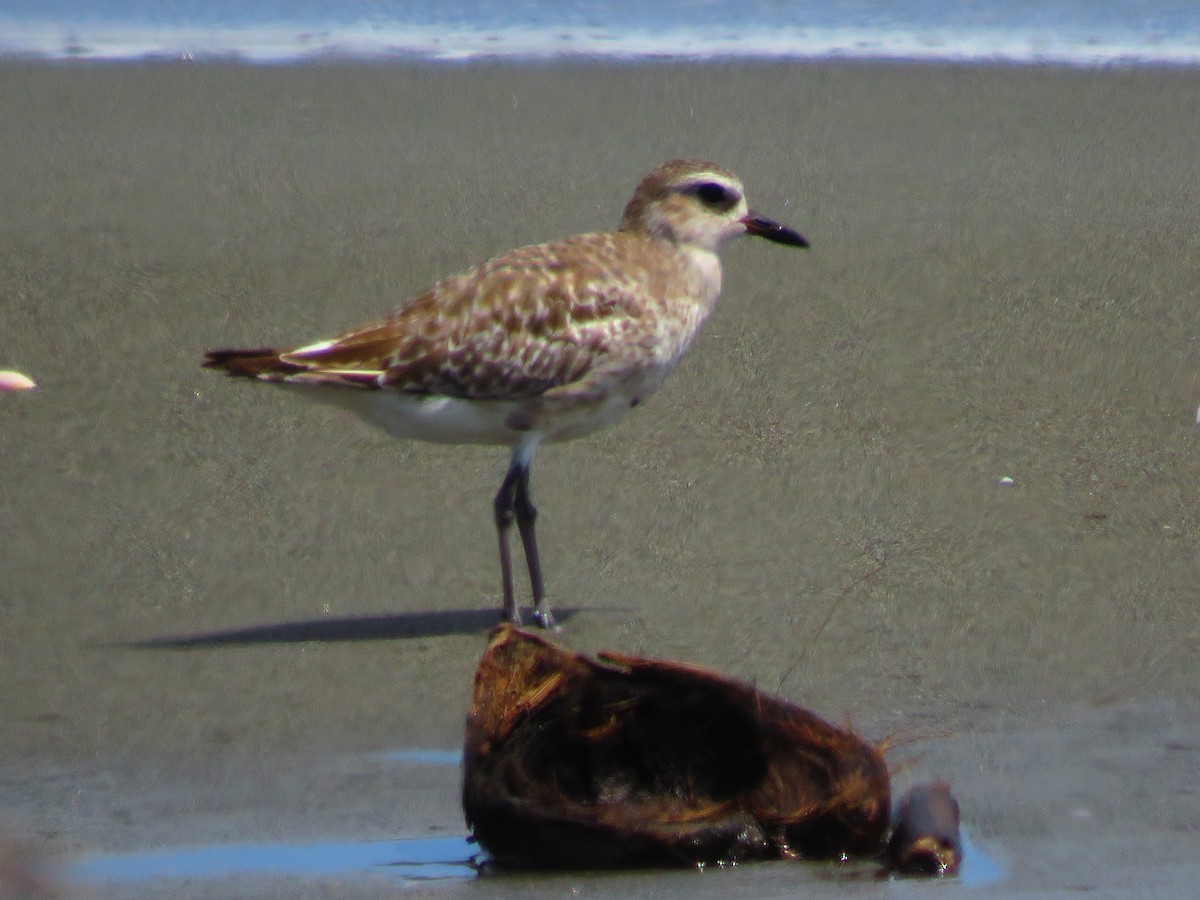 Black-bellied Plover - ML642834681