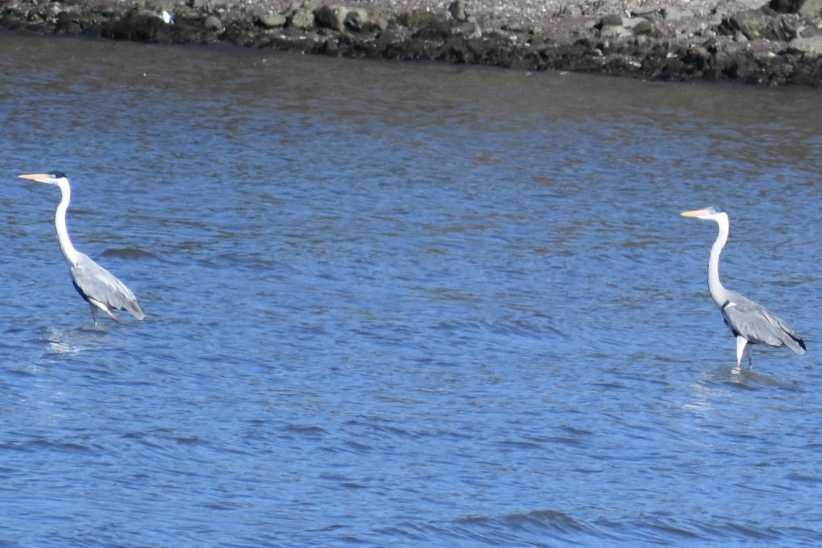 Cocoi Heron - ML642834682