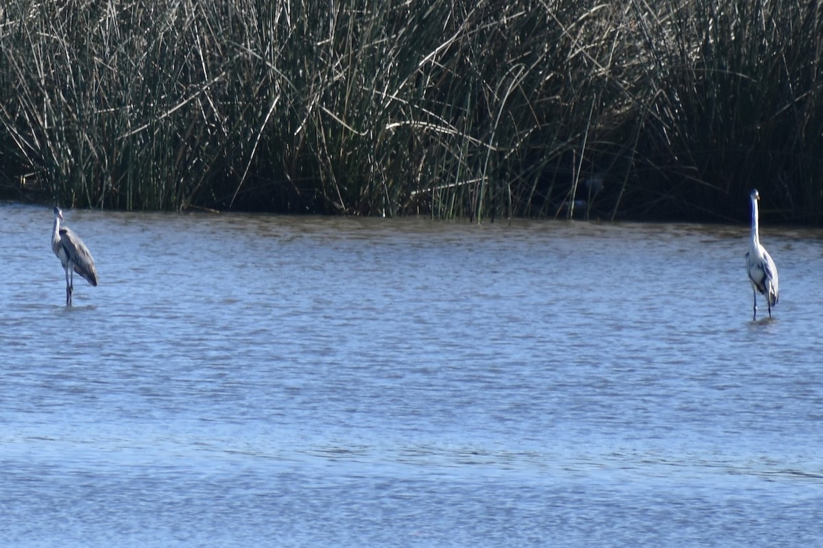 Cocoi Heron - ML642834684