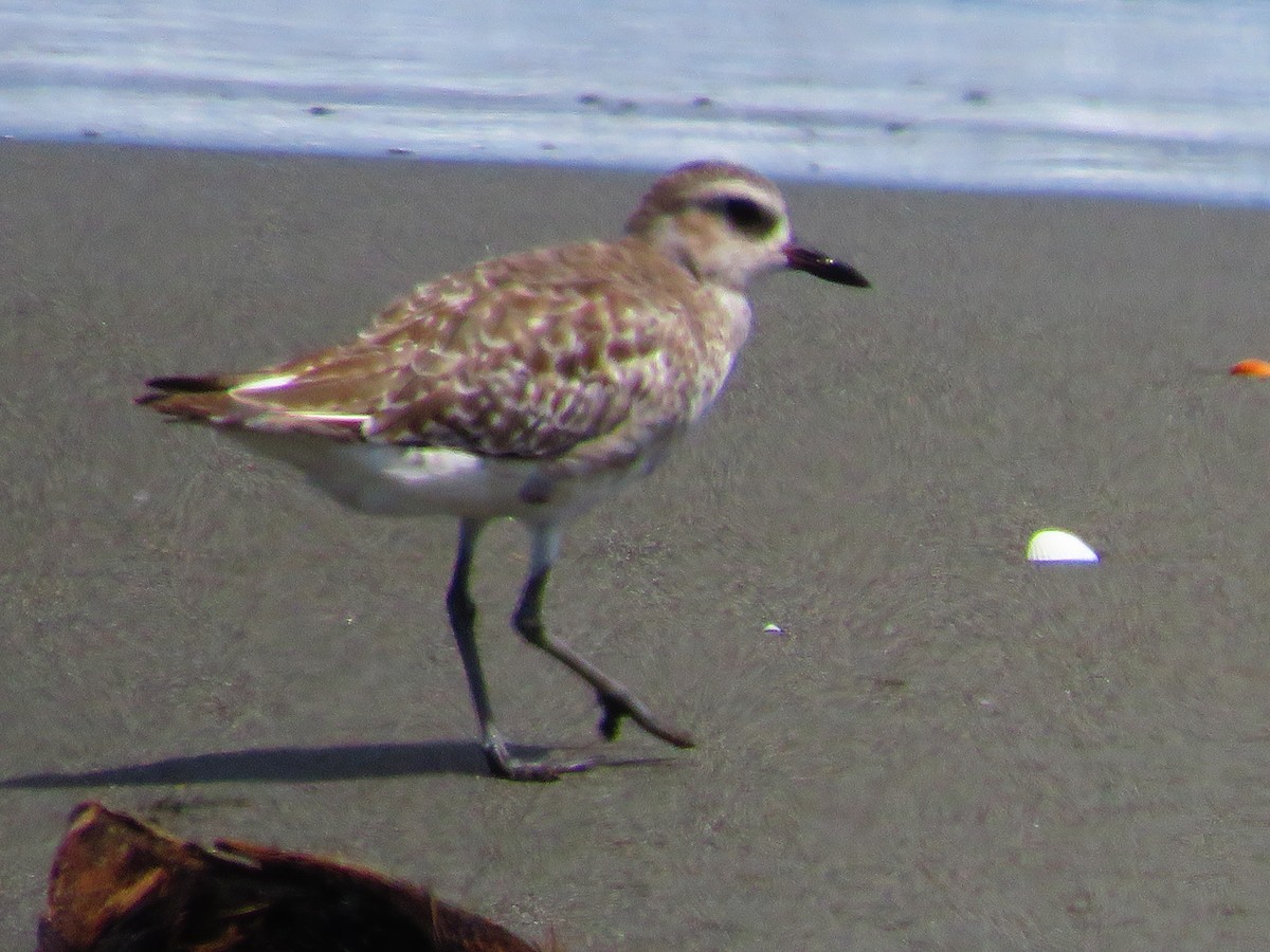 Black-bellied Plover - ML642834685