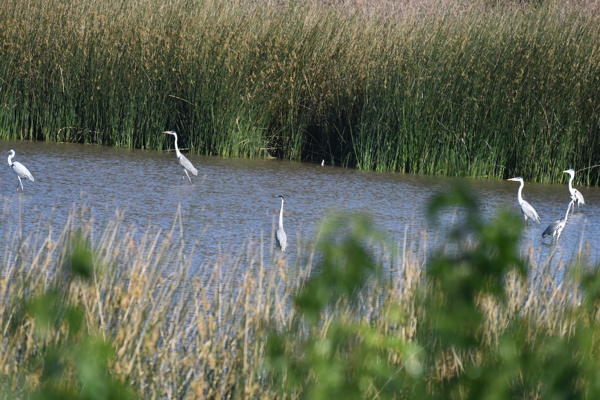 Cocoi Heron - ML642834686