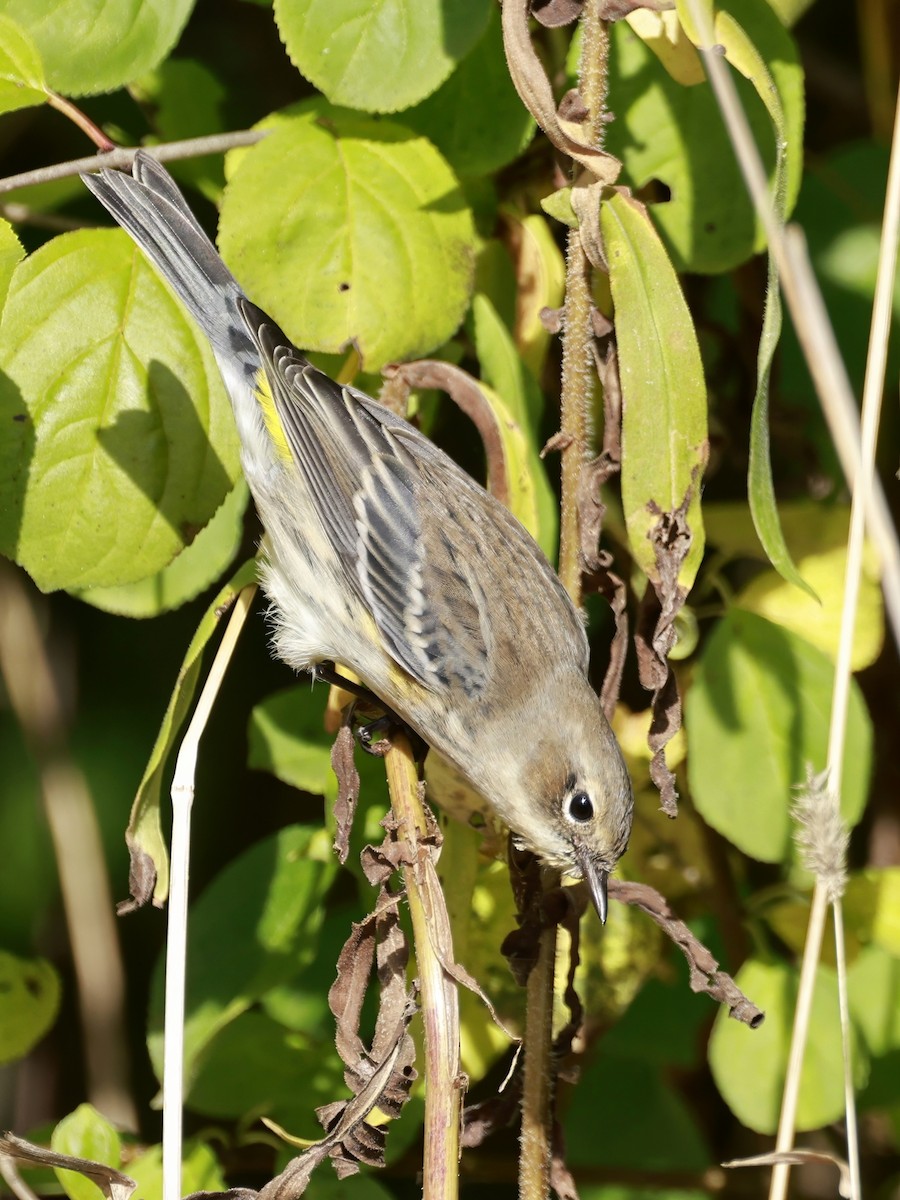 Yellow-rumped Warbler - ML642834687