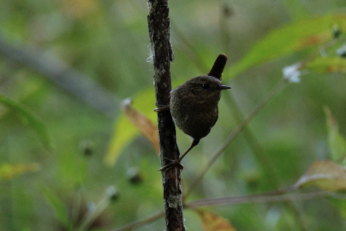 Winter Wren - ML642834689
