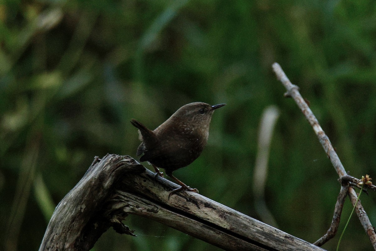 Winter Wren - ML642834690