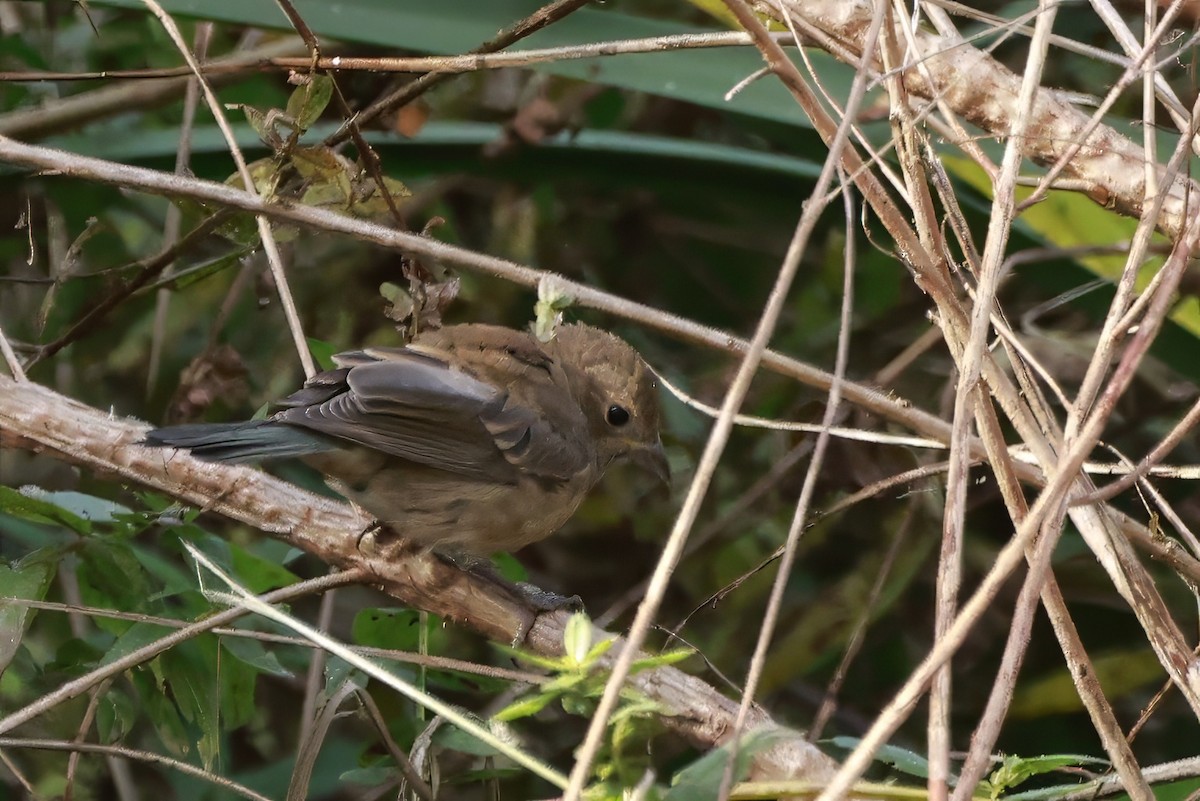 Indigo Bunting - ML642834697