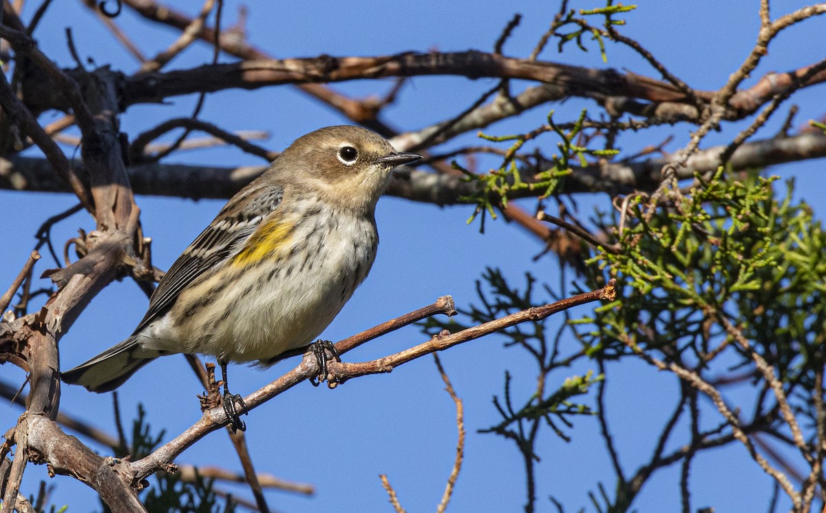 lesňáček žlutoskvrnný (ssp. coronata) - ML642834701