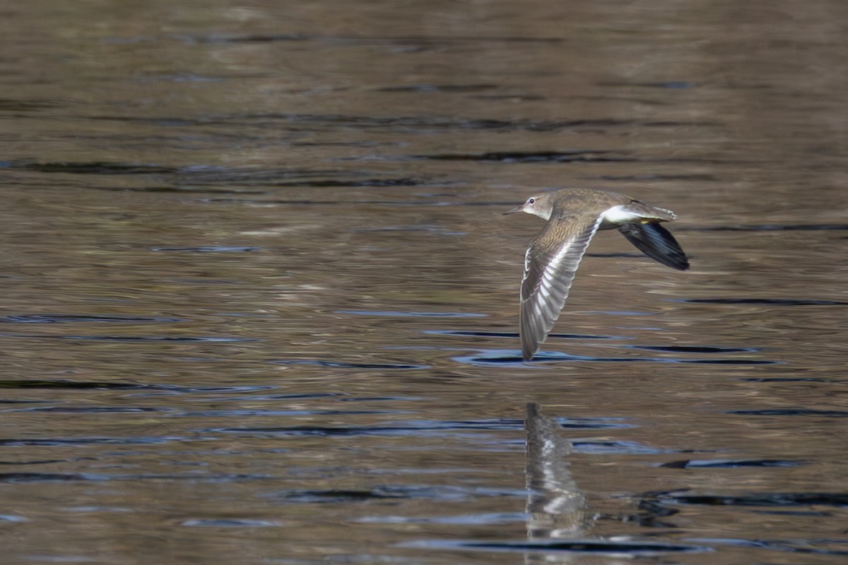 Spotted Sandpiper - ML642834702