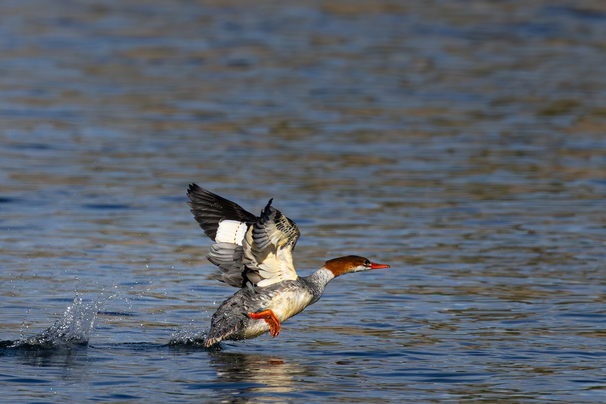 Common Merganser - ML642834709