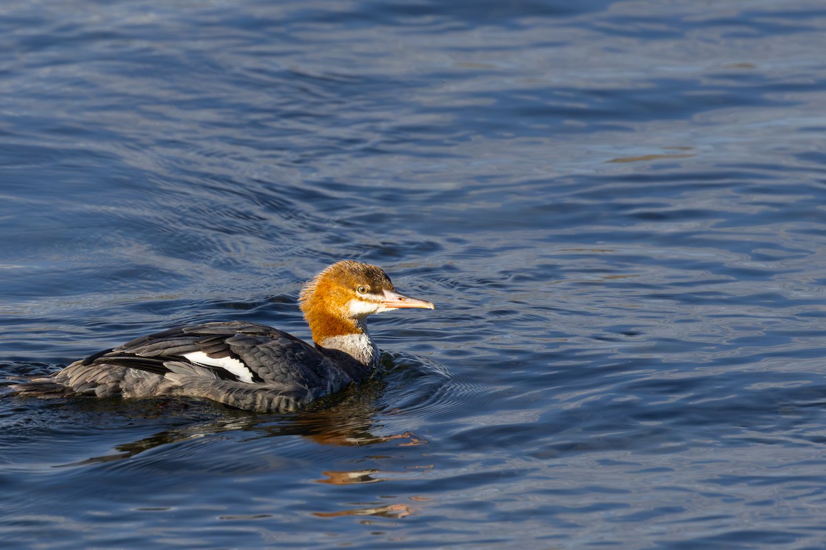 Common Merganser - ML642834710