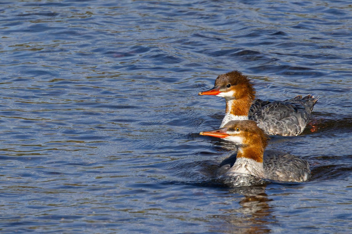 Common Merganser - ML642834711