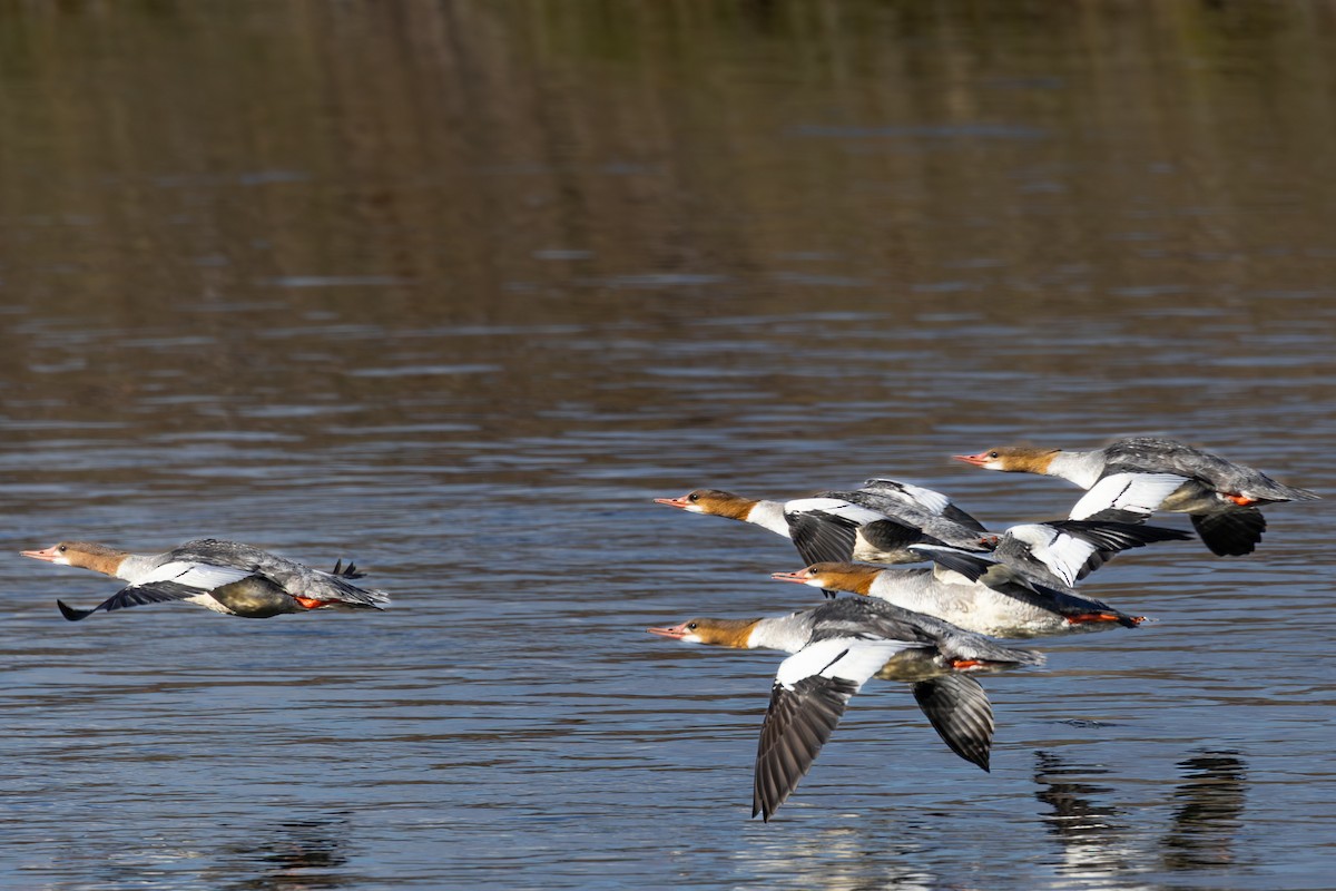 Common Merganser - ML642834712