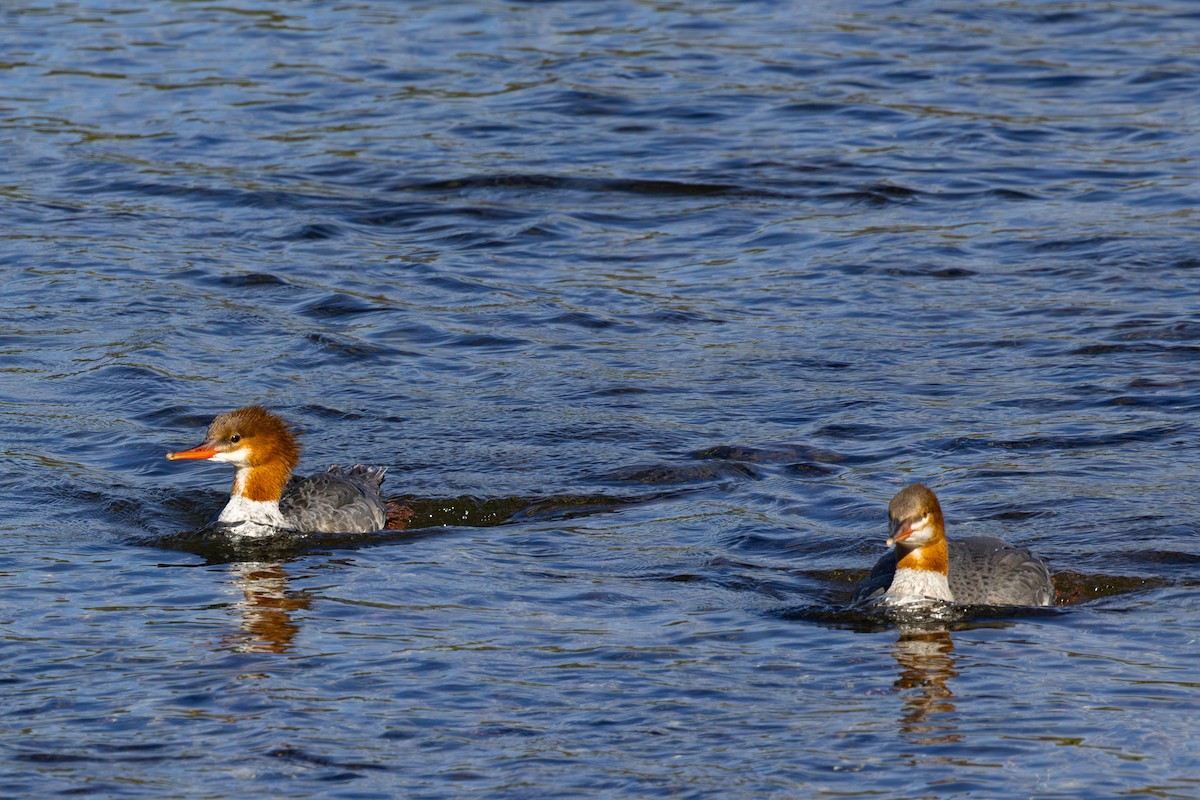 Common Merganser - ML642834713