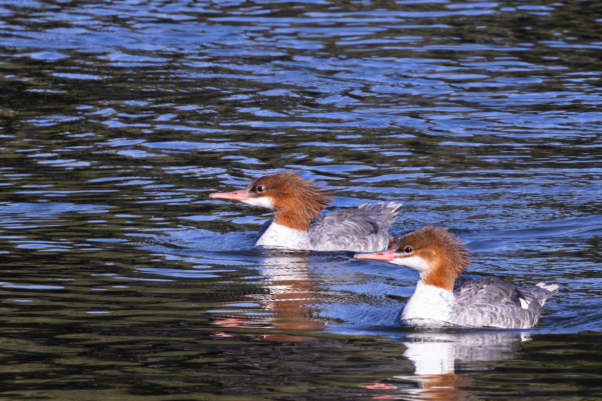 Common Merganser - ML642834714