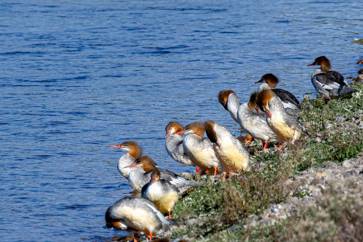 Common Merganser - ML642834715