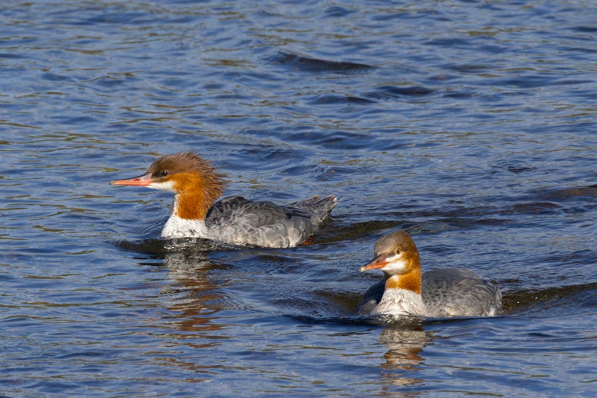 Common Merganser - ML642834716
