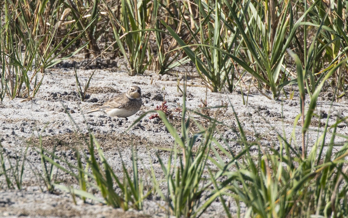 Жайворонок рогатий - ML642834720