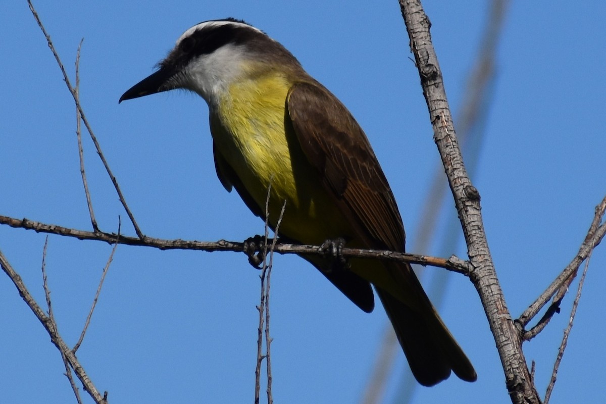 Great Kiskadee - ML642834722