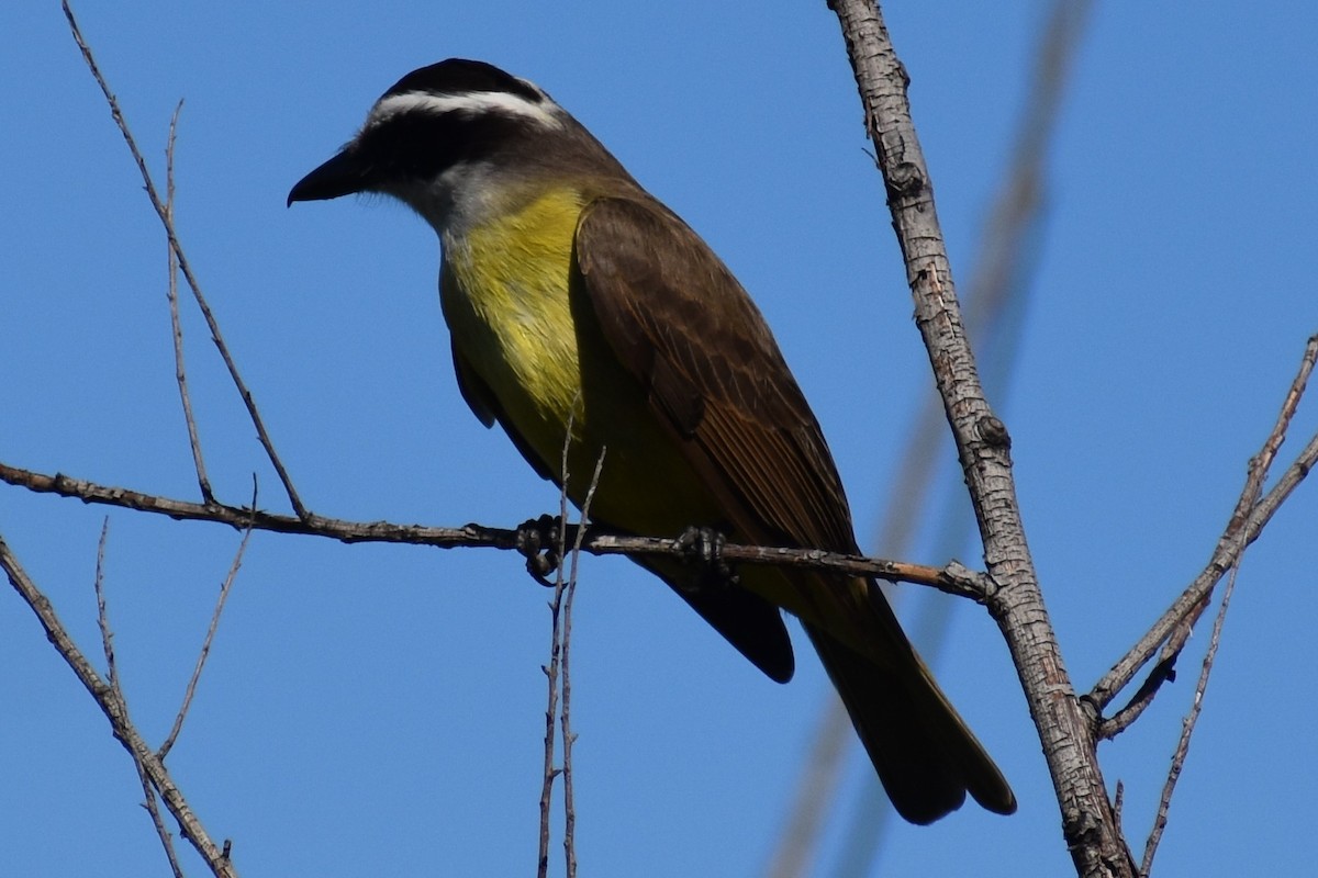 Great Kiskadee - ML642834723