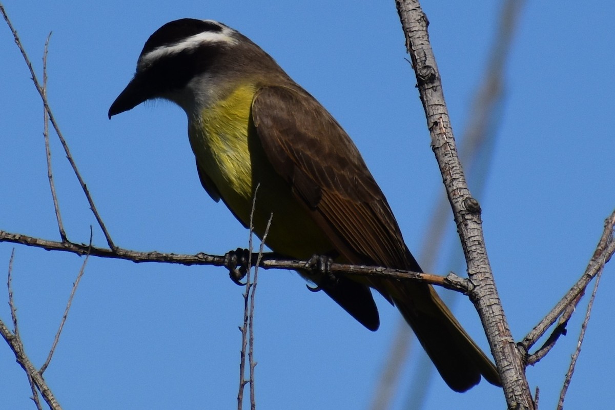 Great Kiskadee - ML642834725