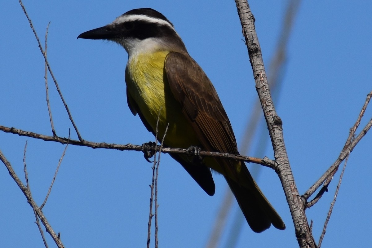 Great Kiskadee - ML642834726