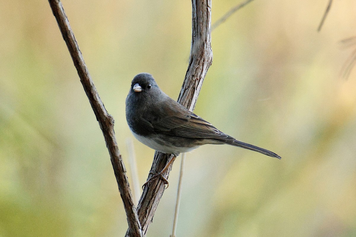 Dark-eyed Junco - ML642834729