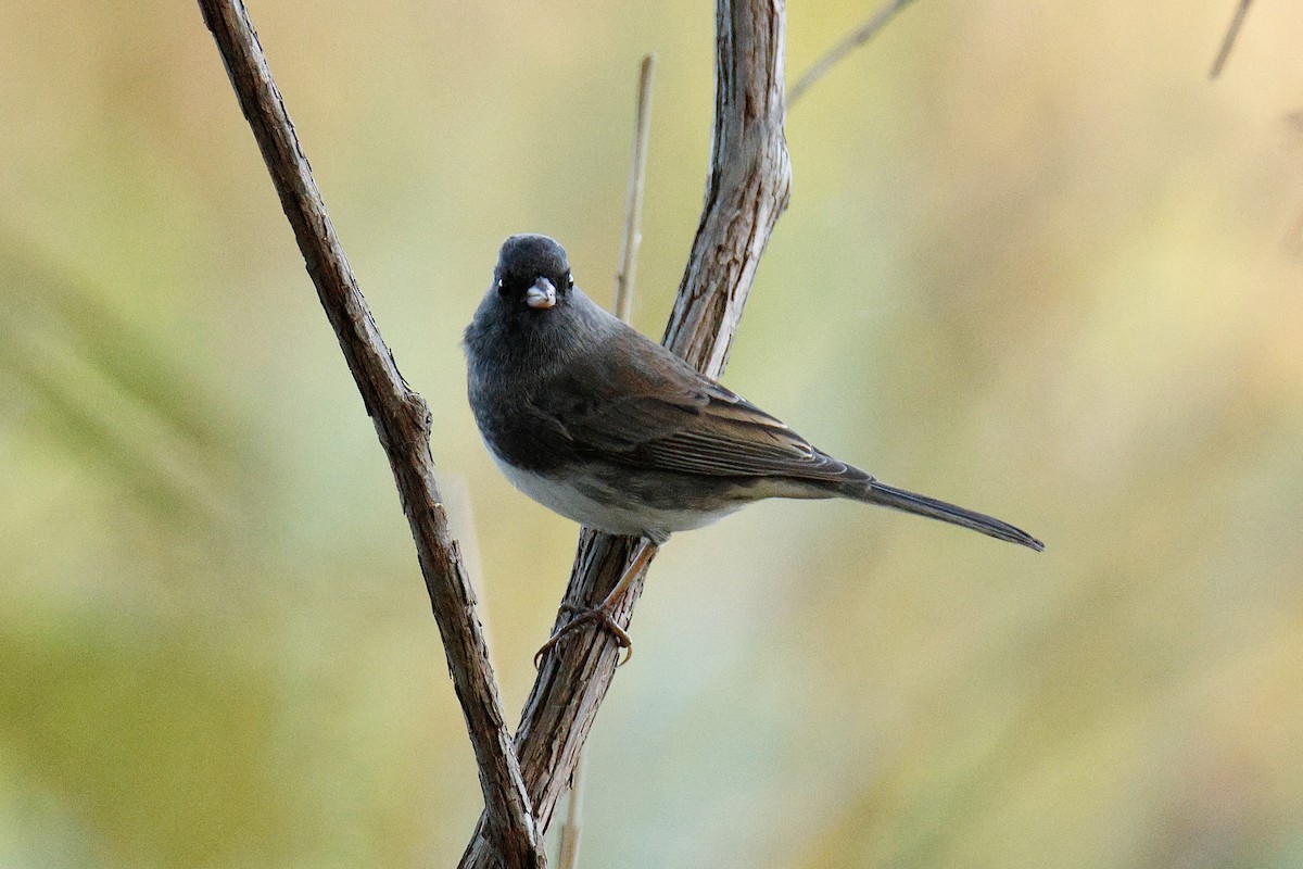 Dark-eyed Junco - ML642834730