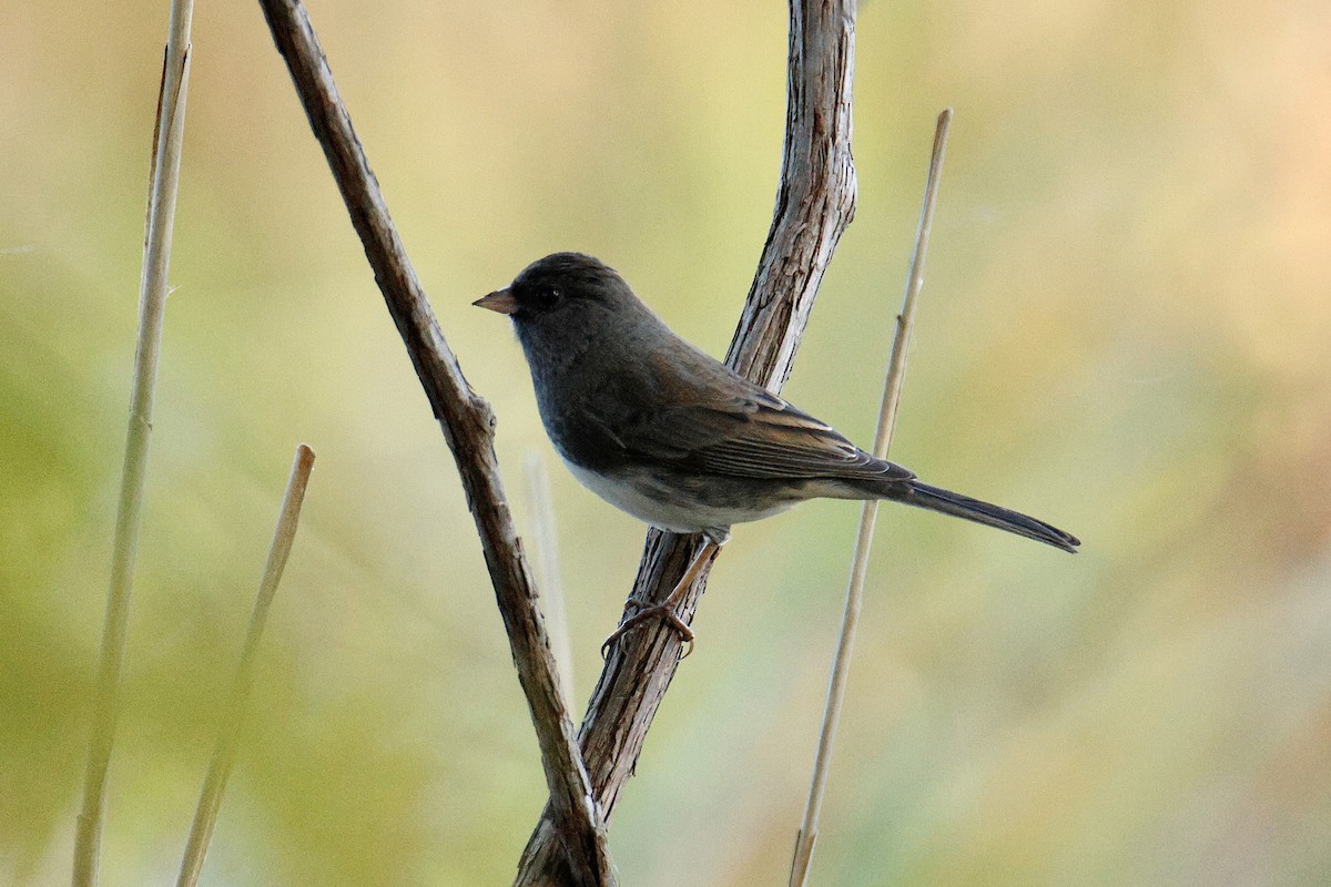Dark-eyed Junco - ML642834731
