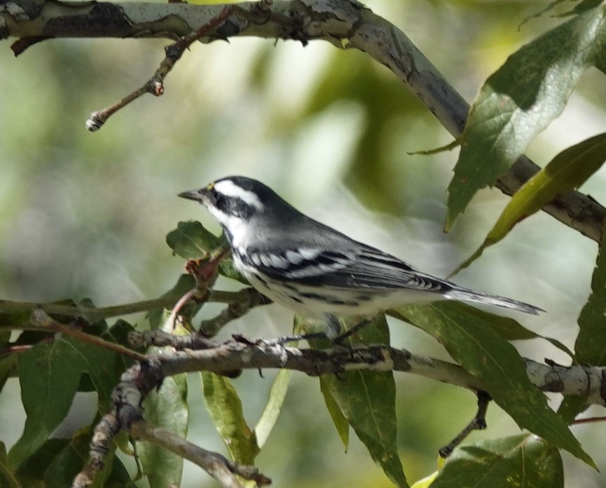 Black-throated Gray Warbler - ML642834744