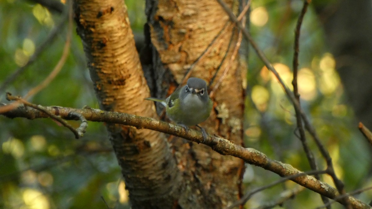 Blue-headed Vireo - ML642834751