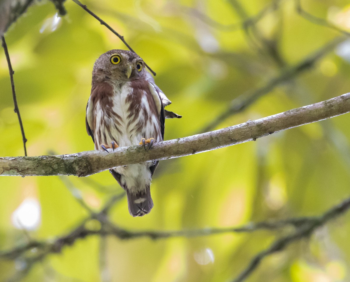 Central American Pygmy-Owl - ML642834756