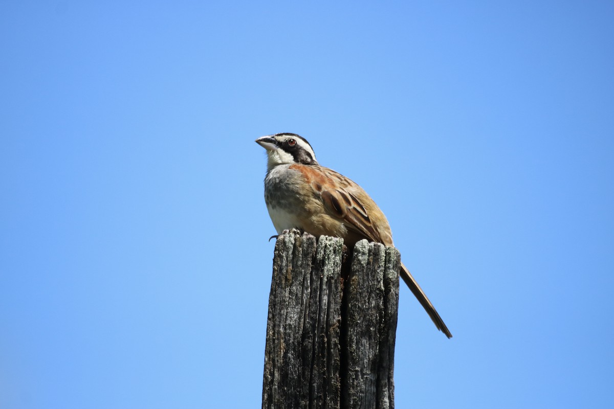 Stripe-headed Sparrow - ML642834757
