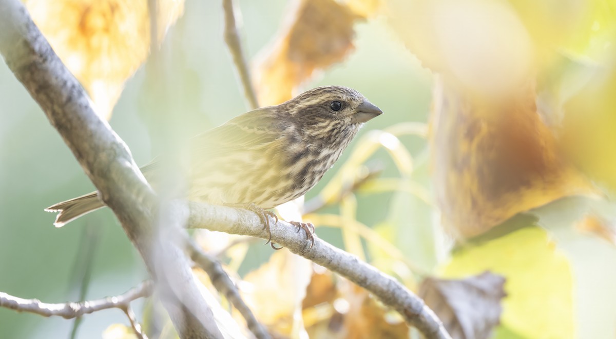 Purple Finch - ML642834758